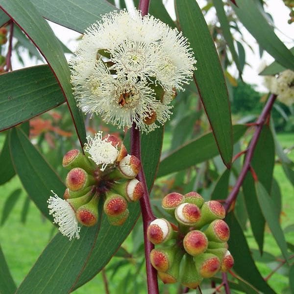 Eucalyptus
