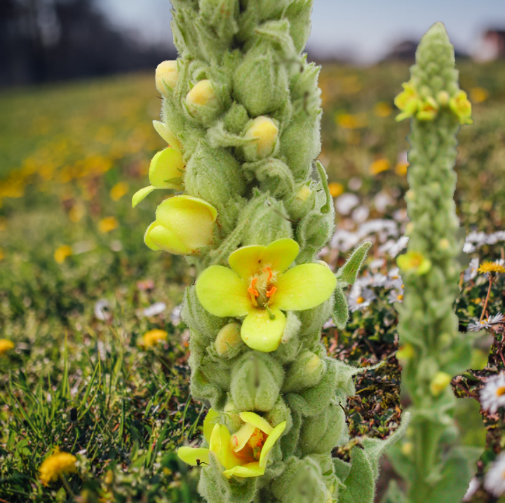 Mullein flowers